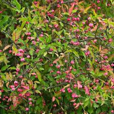 Attēlu rezultāti vaicājumam “Euonymus europaeus”