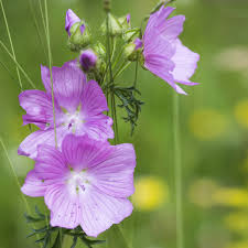 Attēlu rezultāti vaicājumam “Malva moschata flower”