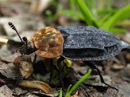 Attēlu rezultāti vaicājumam “Oiceoptoma thoracicum”