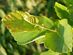 Attēlu rezultāti vaicājumam “Hamamelis vernalis leaf”