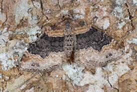 Attēlu rezultāti vaicājumam “Xanthorhoe ferrugata”