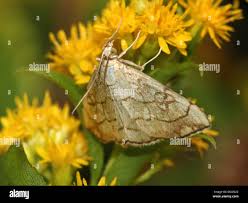 Attēlu rezultāti vaicājumam “Evergestis pallidata”