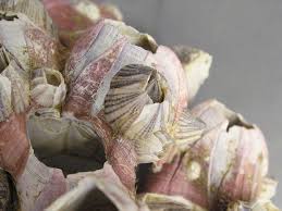 Attēlu rezultāti vaicājumam “Reticularia sp.”