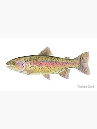 Image result for Oncorhynchus mykiss