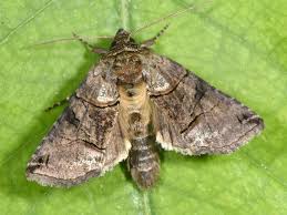 Attēlu rezultāti vaicājumam “Abrostola tripartita”