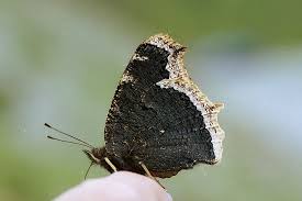 Attēlu rezultāti vaicājumam “Nymphalis antiopa underside”