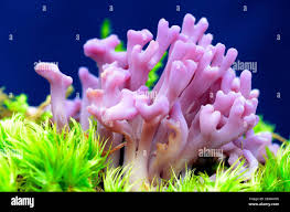 Attēlu rezultāti vaicājumam “Clavaria zollingeri”