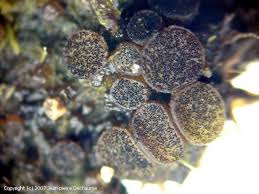 Attēlu rezultāti vaicājumam “Ascobolus furfuraceus”