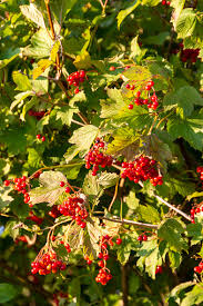 Attēlu rezultāti vaicājumam “Viburnum opulus fruit”