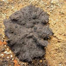 Attēlu rezultāti vaicājumam “Hypocenomyce friesii”