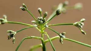 Attēlu rezultāti vaicājumam “Scirpus sylvaticus flower”