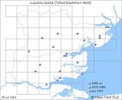 Attēlu rezultāti vaicājumam “Luquetia lobella”