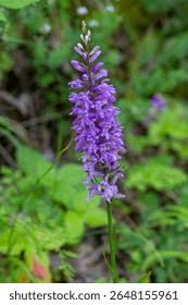 Attēlu rezultāti vaicājumam “Dactylorhiza majalis subsp. baltica”