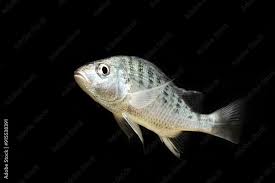 Image result for Pomadasys commersonnii