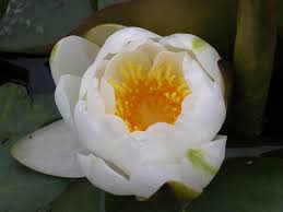 Attēlu rezultāti vaicājumam “Nymphaea alba flower”