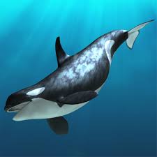 Image result for Orcinus orca