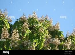 Attēlu rezultāti vaicājumam “Aesculus x neglecta flower”