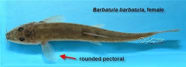 Attēlu rezultāti vaicājumam “Barbatula barbatula”
