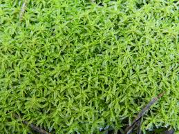 Attēlu rezultāti vaicājumam “Tortella tortuosa”