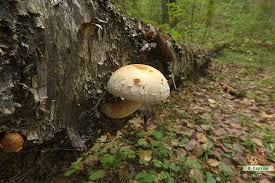 Attēlu rezultāti vaicājumam “Pholiota heteroclita”