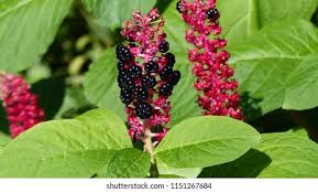 Attēlu rezultāti vaicājumam “Phytolacca acinosa”