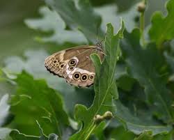 Attēlu rezultāti vaicājumam “Euphydrias aurinia upperside”