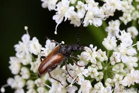 Attēlu rezultāti vaicājumam “Pseudovadonia livida”