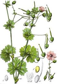 Attēlu rezultāti vaicājumam “Geranium pyrenaicum leaf”