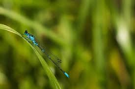 Attēlu rezultāti vaicājumam “Coenagrion armatum female”