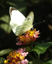 Attēlu rezultāti vaicājumam “Pieris brassicae underside”