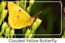 Attēlu rezultāti vaicājumam “Colias croceus underside”