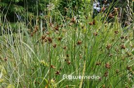 Attēlu rezultāti vaicājumam “Bolboschoenus maritimus flower”