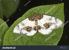 Attēlu rezultāti vaicājumam “Abraxas sylvata larva”