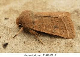 Attēlu rezultāti vaicājumam “Orthosia cerasi”