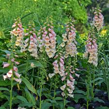Image result for Digitalis purpurea