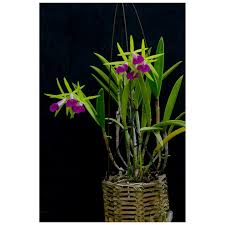 Attēlu rezultāti vaicājumam “Trichia flavicoma macro”