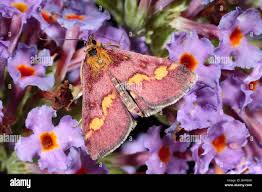 Attēlu rezultāti vaicājumam “Pyrausta purpuralis”