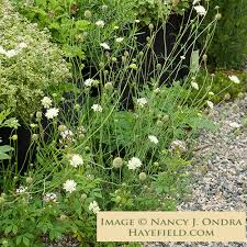 Image result for Scabiosa ochroleuca