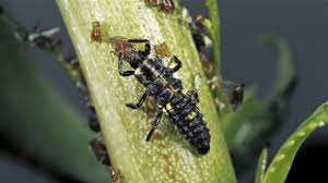 Attēlu rezultāti vaicājumam “Adalia bipunctata larva”