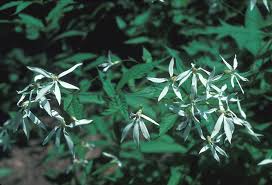 Attēlu rezultāti vaicājumam “Gillenia trifoliata flower”