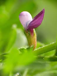 Attēlu rezultāti vaicājumam “Vicia lathyroides leaf”