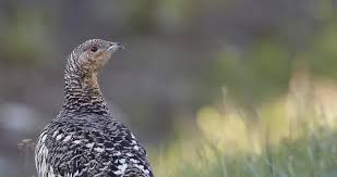 Attēlu rezultāti vaicājumam “Tetrao urogallus female”