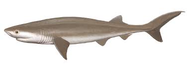 Image result for Hexanchus griseus