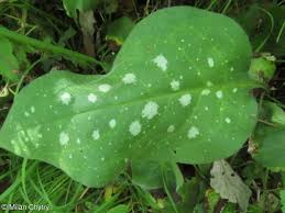 Attēlu rezultāti vaicājumam “Pulmonaria saccharata”