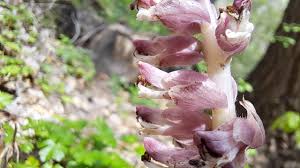 Attēlu rezultāti vaicājumam “Lathraea squamaria flower”