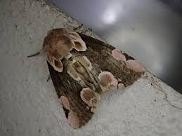 Attēlu rezultāti vaicājumam “Thyatira batis imago”