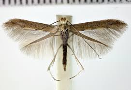 Attēlu rezultāti vaicājumam “Yponomeutidae”