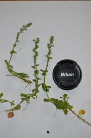 Attēlu rezultāti vaicājumam “Veronica serpyllifolia leaf”