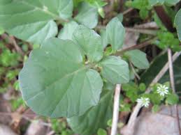 Attēlu rezultāti vaicājumam “Barbarea vulgaris subsp. arcuata fruit”