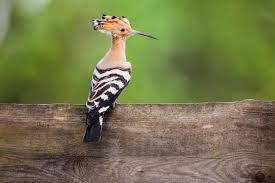 Attēlu rezultāti vaicājumam “Upupa epops adult”